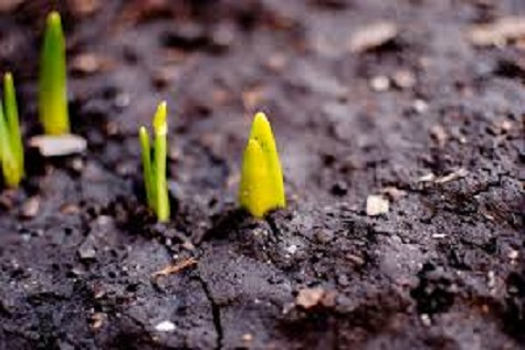 Spring Buds